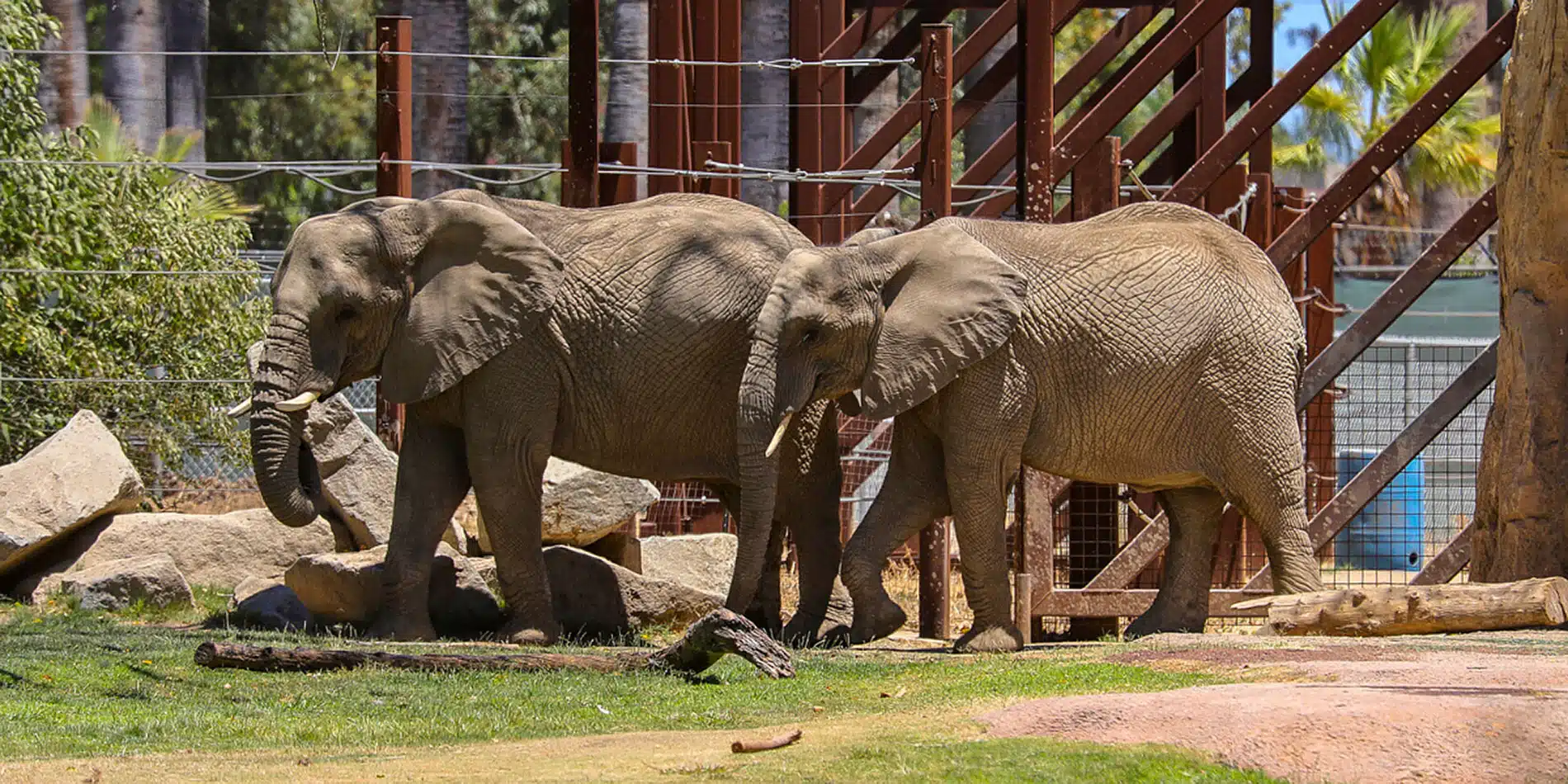 Free the Fresno Elephants