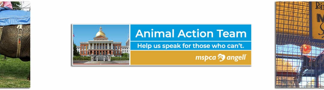 URGENT: Help end traveling acts using wild animals inMassachusetts! 🐘 ❤️