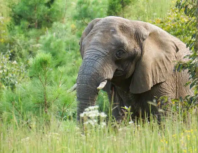 The Elephant Sanctuary welcomes Donna, African elephant, age 43, from Oakland Zoo