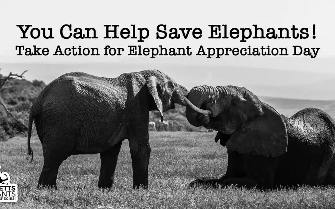 Elephant Appreciation Day News