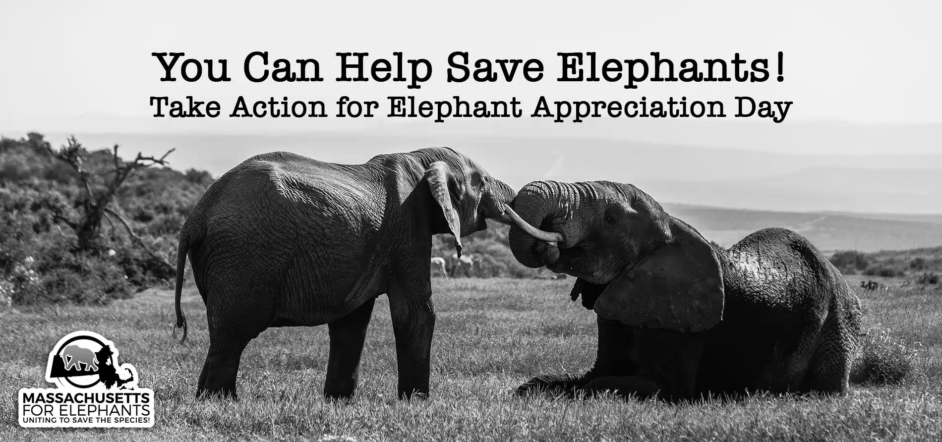 Help Save the Elephants - National Elephant Appreciation Day 2023