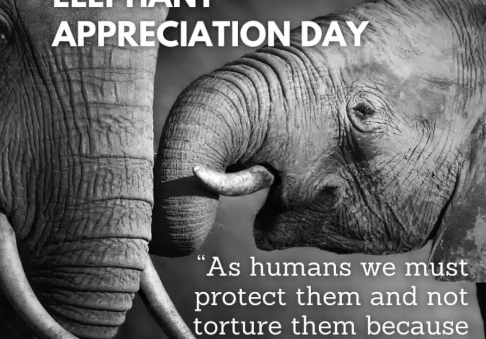 Happy National Elephant Appreciation Day