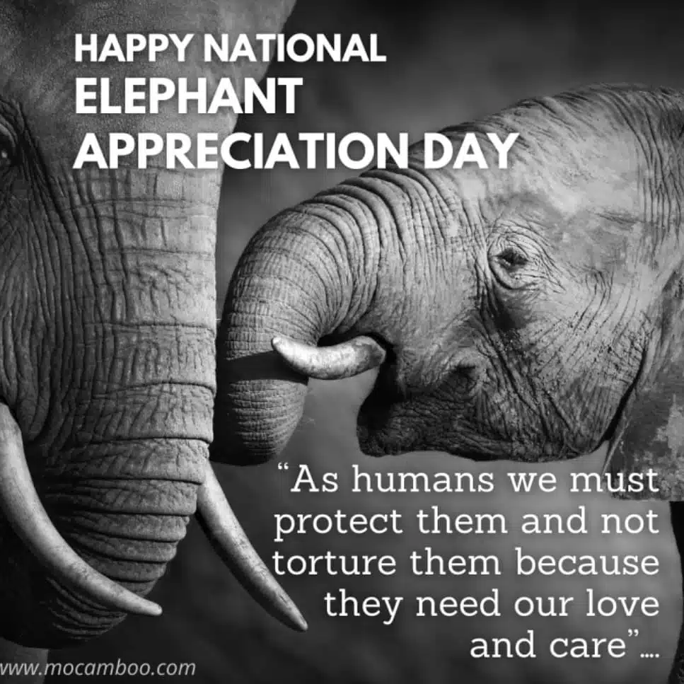 National Elephant Appreciation Day