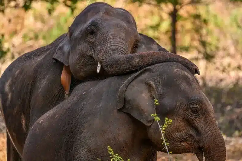 Sri Lanka: What’s killing so many of the country’s iconic elephants?